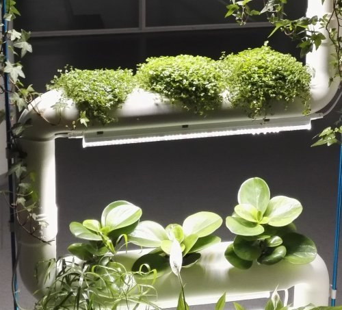 kasviportaat sisäpuutarhan kasveja